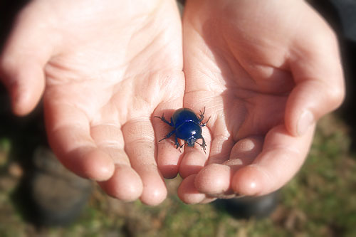der dicke blaue käfer aus dem wald